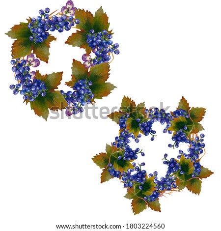 watercolor grapes wreaths perfect to use on the web or in print