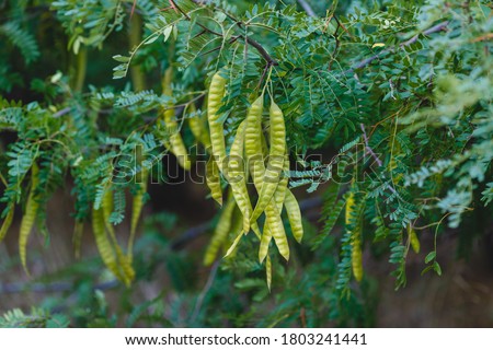 Acacia leaves with a pattern and long green pods with seeds on a blurred background of a garden lawn. Fresh foliage and branches in the park. Summer growth of nature. Royalty-Free Stock Photo #1803241441