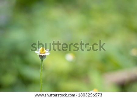 Mexican Daisy in green background
