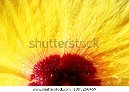 Extreme closeup of yellow petals, selective focus, Chinese rose, shoe flower, hibicus, Hibiscus rosa-sinensis L.)