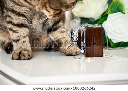 Fat cat playing with wedding rings and accesories