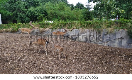 Photo of spotted deer in the pasture