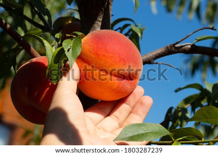 Harvesting peaches. Female hand touching fresh ripe peach on branch of peach tree in orchard. Royalty-Free Stock Photo #1803287239