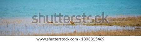 Wild ducks on the lake, game hunting season. Waterfowl.