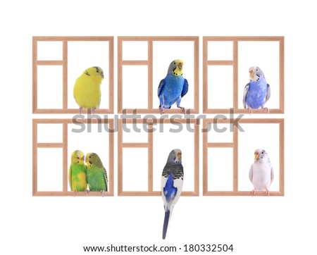 budgie sitting in a window isolated on white background