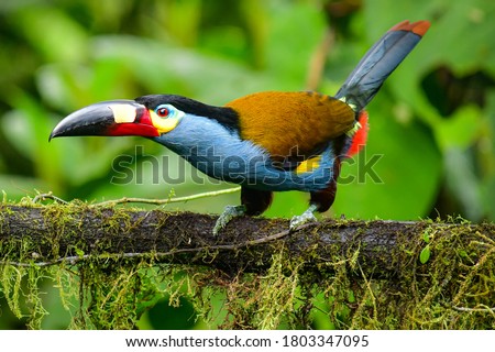Plate-billed Mountain-Toucan a iconic toucan of Andean cloud forest located in Mindo Valley, northwestern Ecuador
