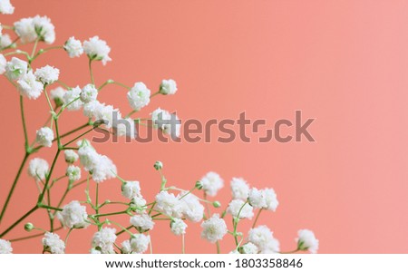 Spring flowers composition. Gypsophila flowers on a pink background close-up. Top view, flat lay, place for text, copy space.