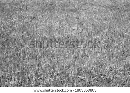 Rye field. Abstract background and agricultural view.                          