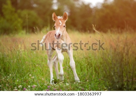 Beautiful haflinger foal - horse photo