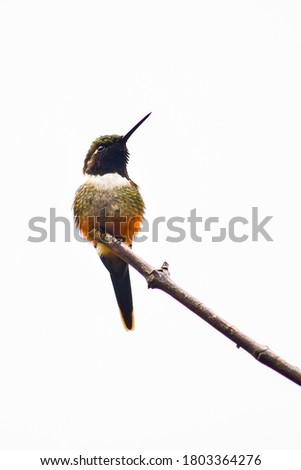 Purple-throated Woodstar, tiny hummingbird common and easily heard in cloud forest of northern Ecuador, in the Pichincha province, north-west of the capital city of Quito.