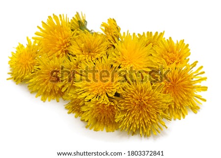 Yellow dandelion flower isolated on a white background.