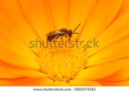 A bee collects nectar on a flower Royalty-Free Stock Photo #1803374362