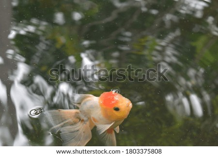 Goldfish swimming in the pond