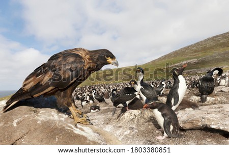 Close-up of Striated Caracara perched on a rock and watching colony of penguins and cormorants during their breeding season, Falkland Islands.