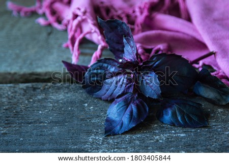 Fresh red basil herb leaves on dark rustic wooden table and pinl textile. Purple Dark Opal Basil. Copy space.