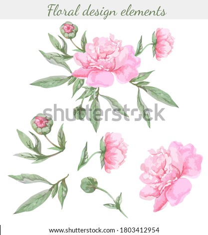 Set of peony leaves and flowers, isolated color vector illustration on a white background. Image in the style of watercolor drawing.