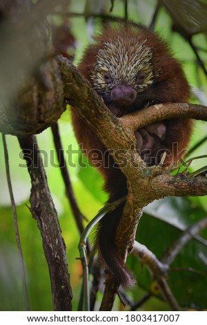 Mexican hairy dwarf porcupine is sleeping on tree branch