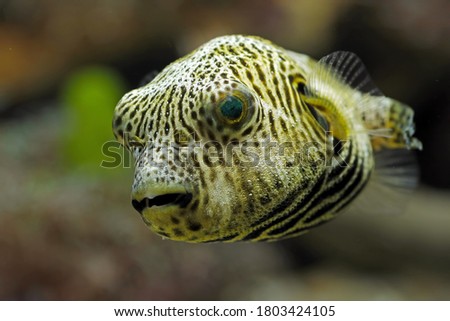 indonesia under water puffer fish, front view closeup face