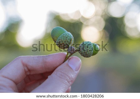 
green acorns in the palm of oak fruit