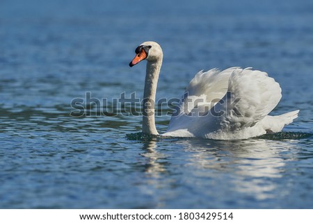 White swan (Cygnus olor) swimming in the blue water of a cool lake.