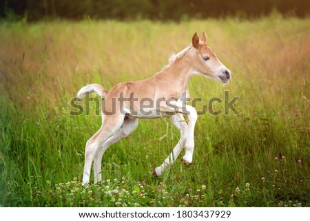 Beautiful haflinger foal - horse photo Royalty-Free Stock Photo #1803437929