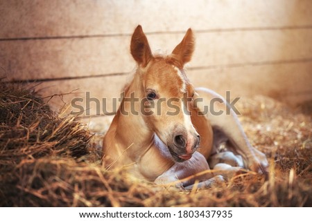 Beautiful haflinger foal - horse photo Royalty-Free Stock Photo #1803437935