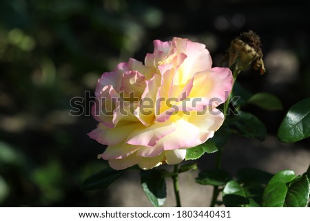 Soft pink rose flower on a dark background, close-up, macro. Selective focus, space for text. High quality 
