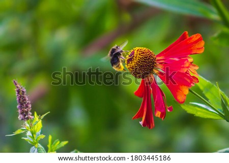 bee has landed and is sitting on a helenium flower in the garden