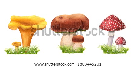 Set of hand-drawn watercolor mushrooms on grass. Edible and poisonous fly agarics, ceps and chanterelles with green herbs. Wild forest fungus isolated on white. Suitable for logo, menu, textile