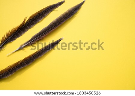 The brown feathers of the bird lie diagonally on a yellow background .Vertical orientation. Place for copy space
