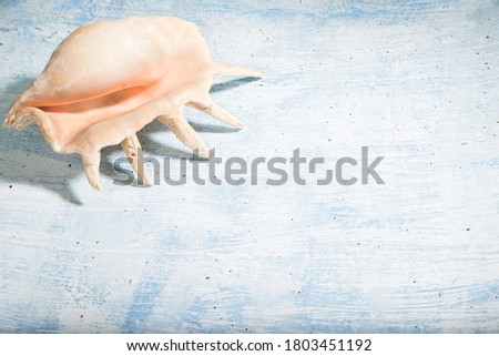 A large sea shell from a clam lies on a blue background. A place for Kopi space.Horizontal orientation