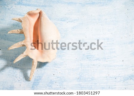 A large seashell lies on a blue background. A place for Kopi space.Horizontal orientation