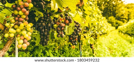 Vineyards at late summer. Ripe red grapes in Austria. Famous wine road in south Styria