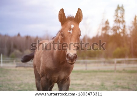 Beautiful foal - horse photo