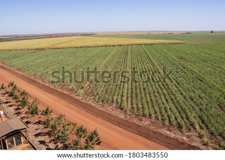 Aerial view: A captivating shot of a vast sugarcane plantation with a dirt road cutting through it. Scenic beauty meets rural landscape