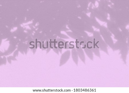 Shadow of a Rowan branch on a lilac background. White and black for superimposing a photo or mock up.