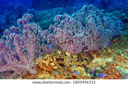 Soft corals with a big potato grouper at Koh Haa Lagoon in Krabi Thailand 