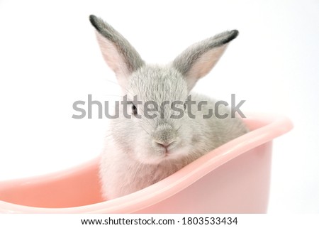 A gray bunny in a pink bathtub  on a white background.
