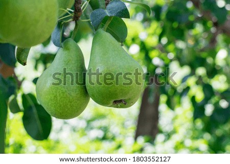 Two green pears close - up against the background of garden trees. Fruit harvest on the farm.