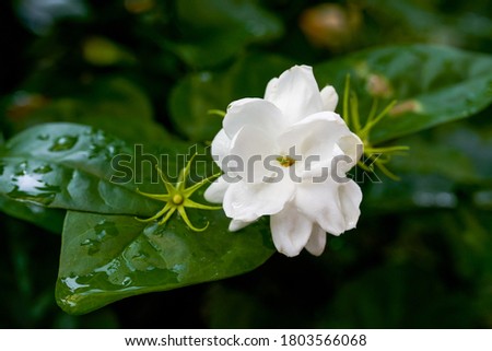 Close-up of a blooming jasmine flower and buds