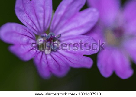purple flowers in spring detail view