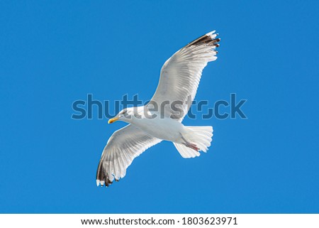 Closeup picture of a flying seagull. Clear blue sky in the background