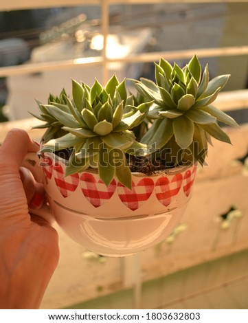 succulents in the cup with red hearts