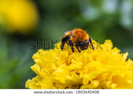 A shaggy bumblebee collects nectar from flowers on a summer day