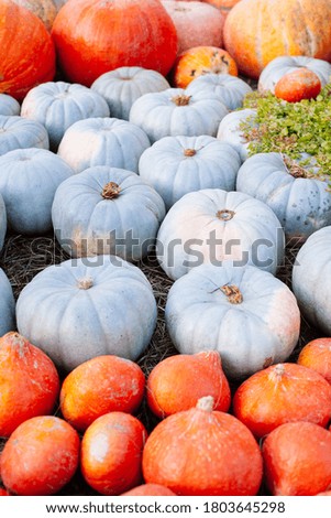 Pile of pumpkins sold at a market  for halloween. Autumn decorations, pumpkins in various shapes and sizes