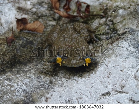 yellow-bellied toad in defensive pose