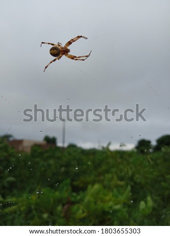 Spotted Orbweaver on a spider web, underside view, Western Spotted Orbweaver (Neoscona Oaxacensis) or Zig-zag spider. Royalty-Free Stock Photo #1803655303