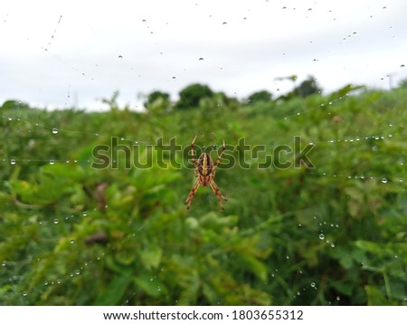 Spotted Orbweaver on a spider web, underside view, Western Spotted Orbweaver (Neoscona Oaxacensis) or Zig-zag spider. Royalty-Free Stock Photo #1803655312