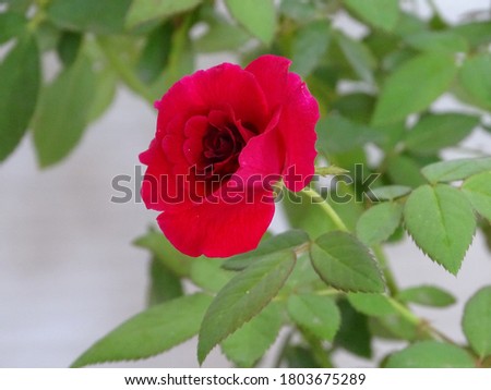 Red rose flower with green leaves in background