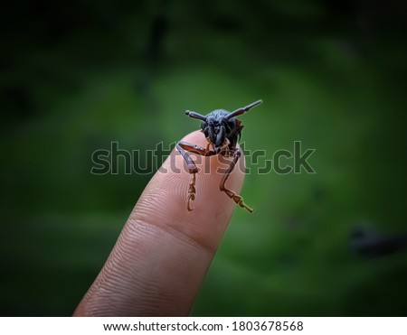 uttarakhand,india:.this is a picture of insect head on finger tip.the background is green.insect.insect wallpaper.insect in hand.creature wallpaper.
